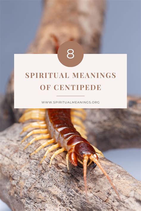 spiritual meaning of a centipede|13 Spiritual Meanings of Seeing a Centipede .